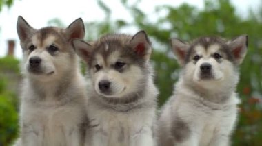 Üç sakin kabarık malamute yavru bahçe yavaş çekimde kapatın
