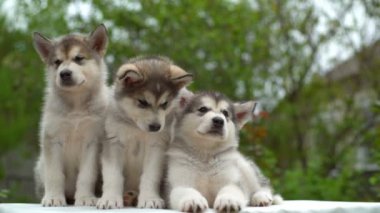 Üç sakin kabarık malamute yavru bahçe yavaş çekimde kapatın