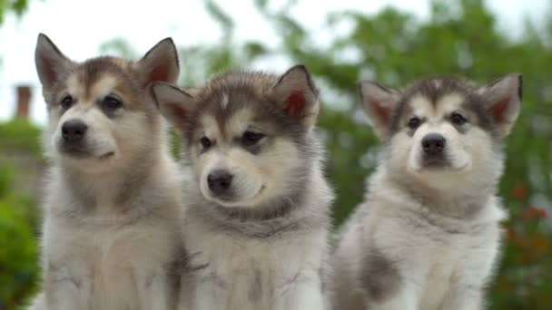 Close up three calm fluffy malamute puppies in the garden slow motion — Stock Video