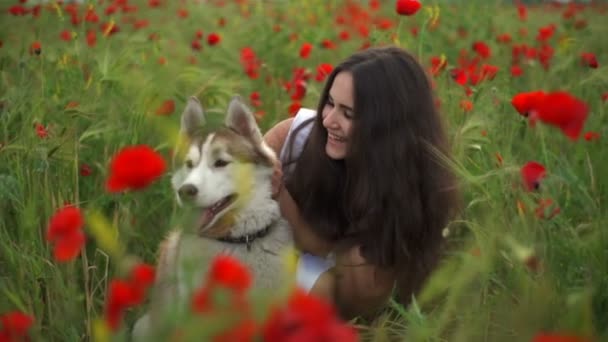 Młoda samica pies husky pieszczot w pole Maków zwolnionym tempie — Wideo stockowe