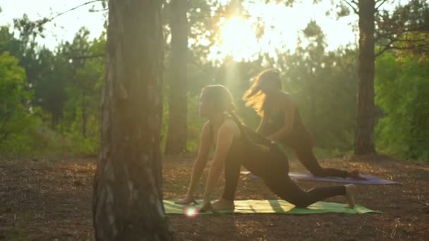 Děvčata cvičí jóga protahování při západu slunce v lese Padahastasana Slow motion — Stock video