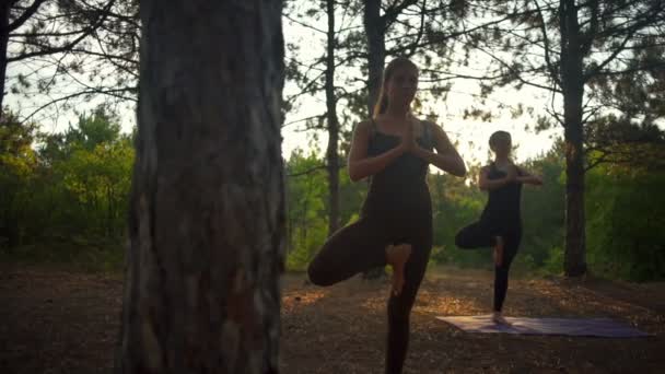 Chicas practicando yoga al atardecer en el bosque Vrikshasana Slow motion — Vídeos de Stock