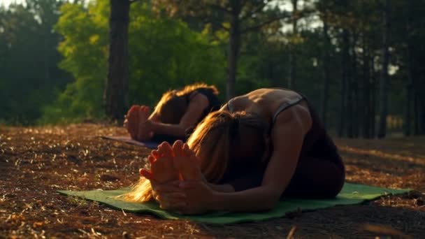 Girls practicing yoga at sunset in forest Paschimottanasana Slow motion — Stock Video