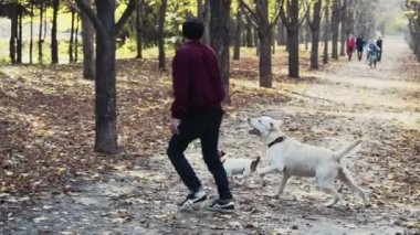 genç adam sonbahar Park iki köpek ile oynarken