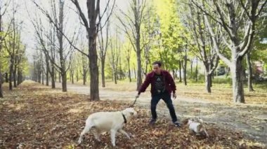 genç adam sonbahar Park iki köpek ile oynarken