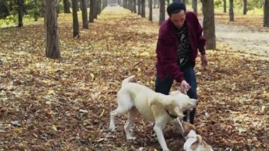 genç adam sonbahar Park iki köpek ile oynarken