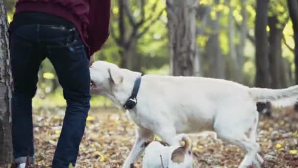 Giovane che gioca con due cani nel parco autunnale — Video Stock