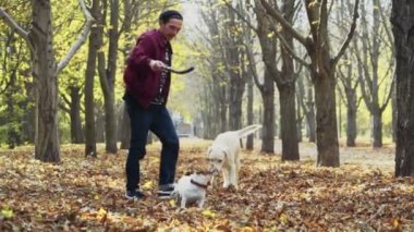 genç adam sonbahar Park iki köpek ile oynarken