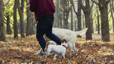 genç adam sonbahar Park iki köpek ile oynarken