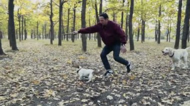 genç adam sonbahar Park iki köpek ile oynarken