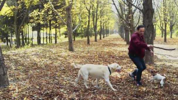 Jeune homme jouant avec deux chiens dans le parc d'automne — Video