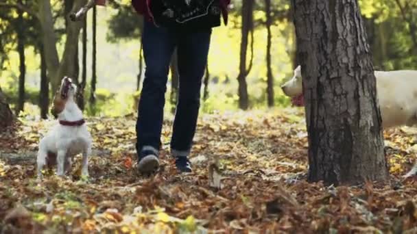 Jovem brincando com dois cães no parque de outono — Vídeo de Stock