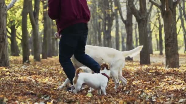 Giovane che gioca con due cani nel parco autunnale — Video Stock