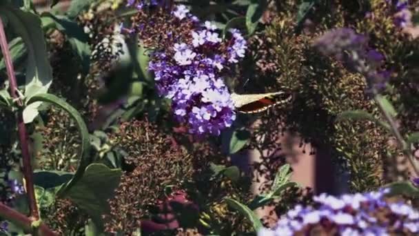Gyönyörű pillangó a virág ül — Stock videók