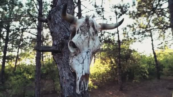Bull skull hanging on a tree — Stock Video