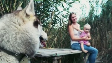 kadın ve çocuk içinde belgili tanımlık geçmiş odakta Husky köpek