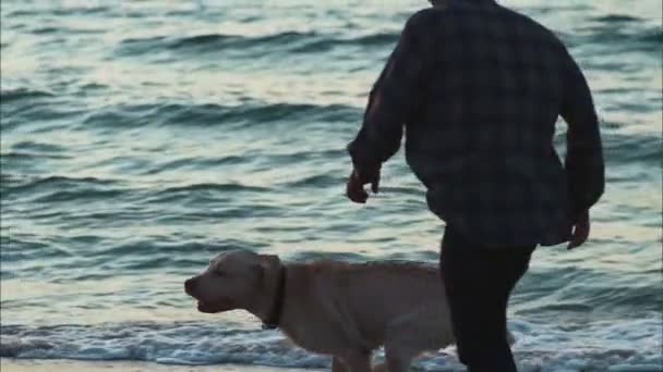 Running dog playing with the owner on the beach slow motion — Stock Video