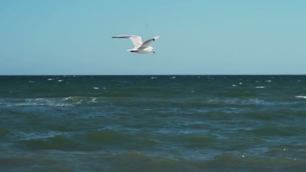 Vuelo solo mar gaviota cámara lenta — Vídeo de stock