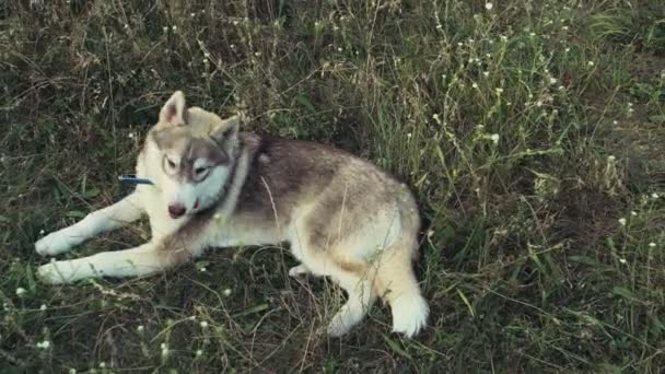 Junger Husky legt sich mit seiner Zunge in Zeitlupe ins Feldgras — Stockvideo