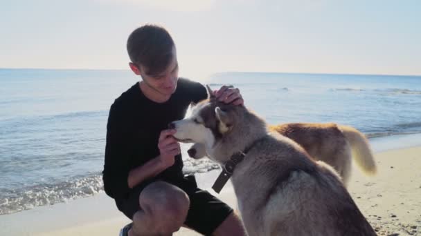 Macho joven tratando a dos perros husky en la playa cámara lenta — Vídeos de Stock