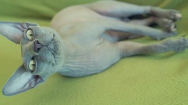 Sphynx kedi kanepe closeup yavaş hareket üzerinde yalan tembel