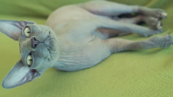 sphynx chat paresseux couché sur canapé gros ralenti 