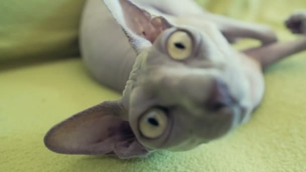 sphinx chat paresseux couché sur canapé gros ralenti 