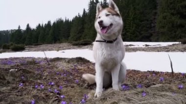 bahar çiçekleri içinde oturan husky köpek