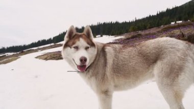 husky köpek kar dağlarda oturan