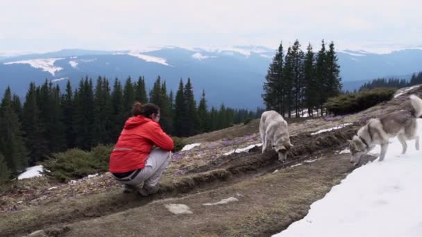 Женщина-туристка фотографирует двух хаски собак и пейзаж в горах — стоковое видео