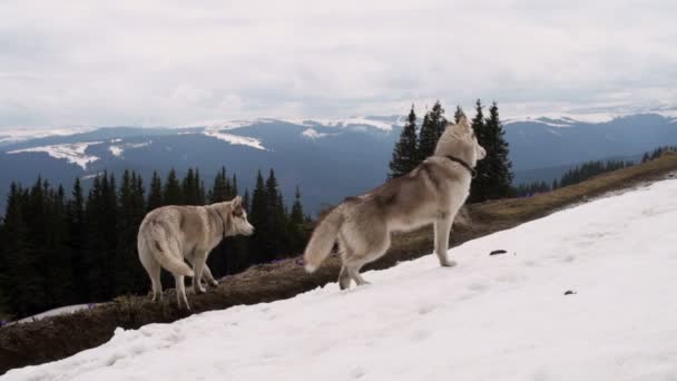 Två husky hundar promenader i bergen — Stockvideo