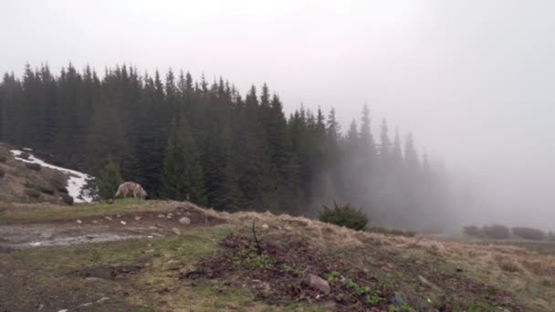 Husky-Hund in der Nähe von nebligem Wald — Stockvideo