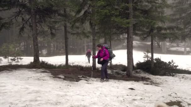 Excursionistas en un bosque con un perro husky — Vídeos de Stock