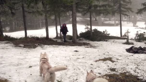 Female hiker and a couple of husky dogs in the forest — Stock Video