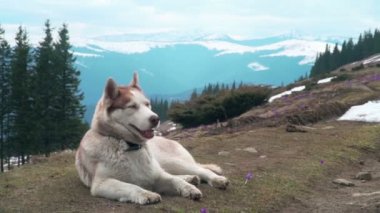 dağlarda yerde yatan husky köpek