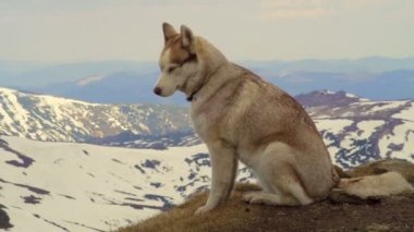 Husky bir dağın tepesinde