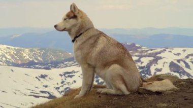 Sakin bir dağın husky