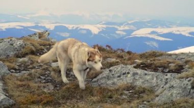 Husky karlı dağlar yavaş çekimde yürürken