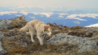 Husky karlı dağlar yavaş çekimde yürürken