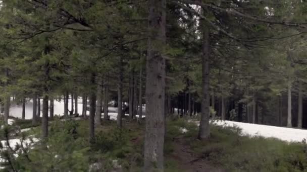 Våren snöiga skogen — Stockvideo