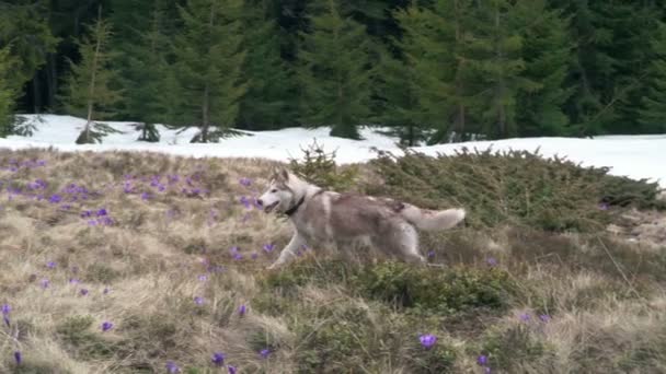 Husky hond lopen door een veld van voorjaar bloemen slow motion — Stockvideo