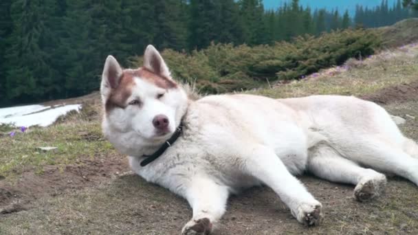 Husky dog falling asleep in forest — Stock Video