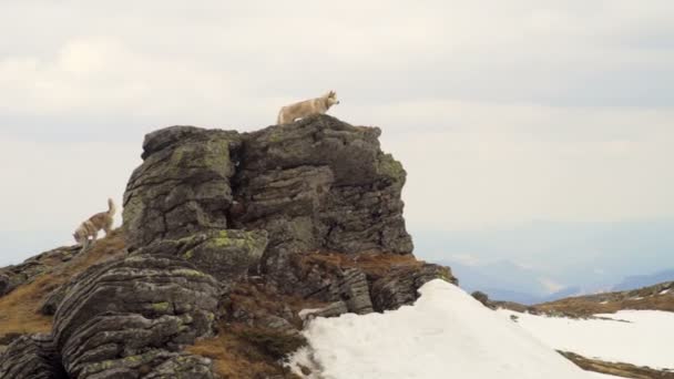 Δύο huskies στην κορυφή ενός βράχου — Αρχείο Βίντεο