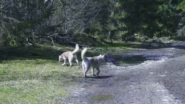 Zwei Huskyhunde spazieren im Wald — Stockvideo