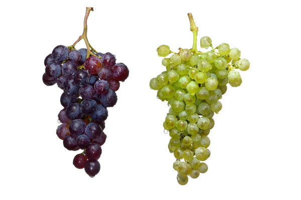 Winogron winorośli 2 — Zdjęcie stockowe