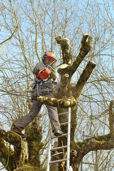 Lumberjack träd två — Stockfoto