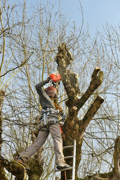 Holzfäller stutzt einen Baum Stockbild