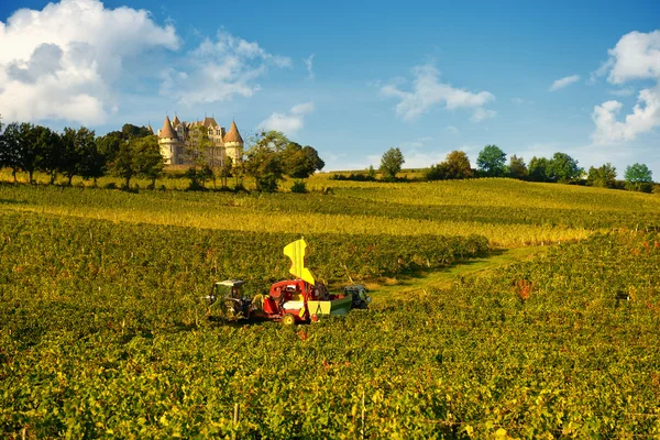 Üzüm bağ Bergerac — Stok fotoğraf