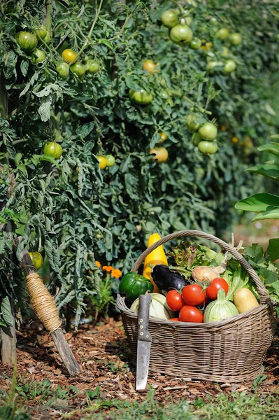 Vegetable garden four — Stock Photo, Image