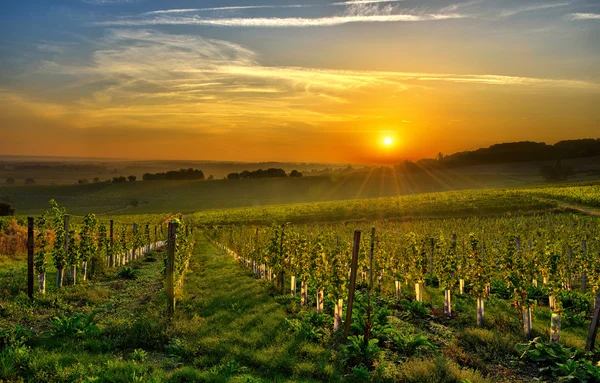 Viñedo Bergerac dos — Foto de Stock